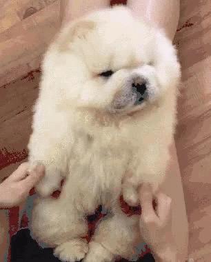 松狮犬染熊猫色宠物店,松狮犬变成熊猫