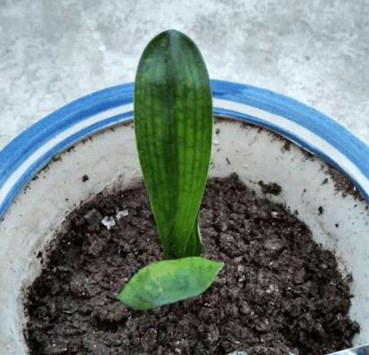 怎样让君子兰快速生根,如何让君子兰快速生根