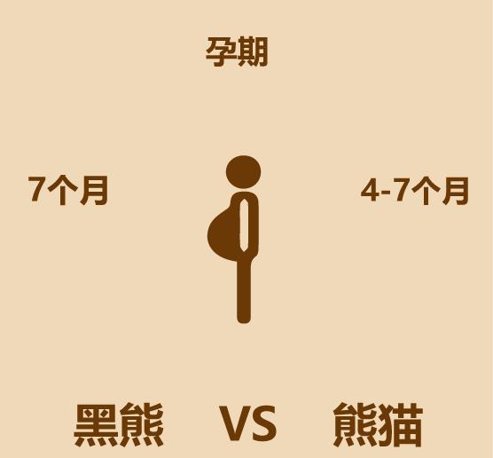 1分钟内黑熊走多远,大熊猫和黑熊谁厉害