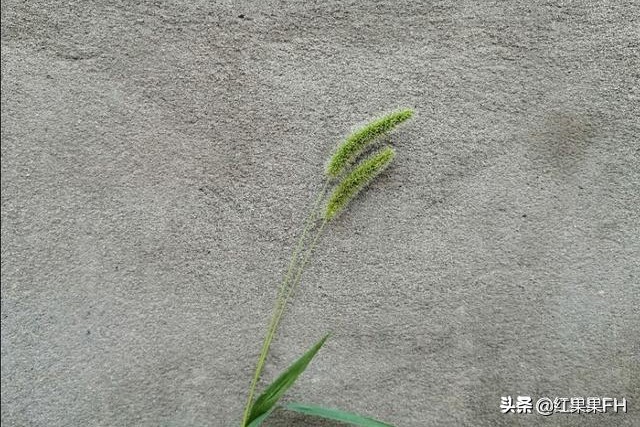 狗尾巴草也有它独特的美,曾经不起眼的狗尾巴草