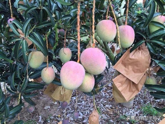 芒果催熟小窍门,4个妙招让青芒果快速催熟变甜