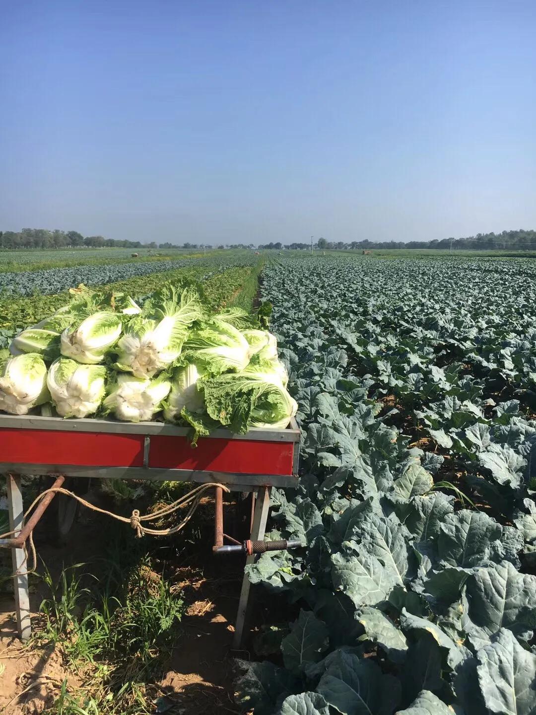 张北天路乌兰布统攻略,天津张北草原天路自驾游攻略