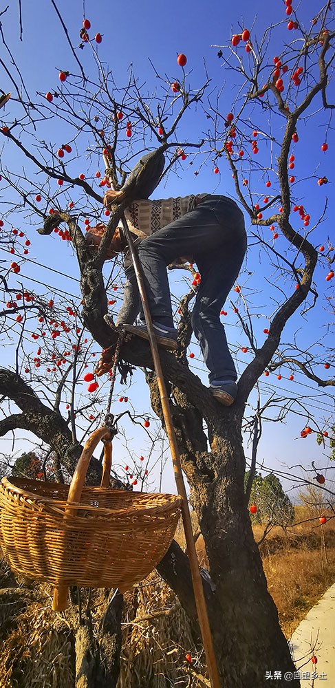 柿子怎么摘好吃又难摘,柿子在树上摘下来怎么弄才好吃