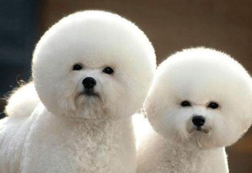 狗狗外伤露肉能自愈吗,狗狗外伤露肉腐烂要怎么处理