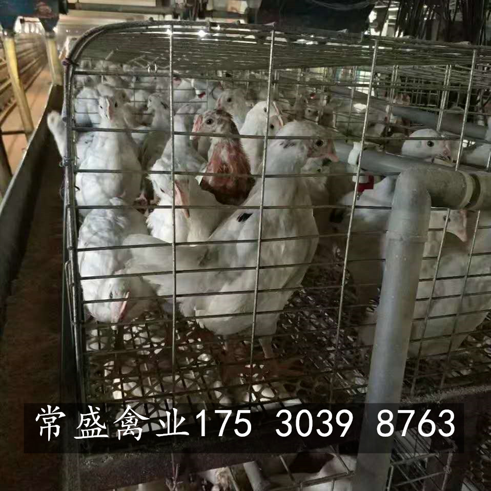 海兰褐蛋鸡特征,罗曼粉蛋鸡的优缺点