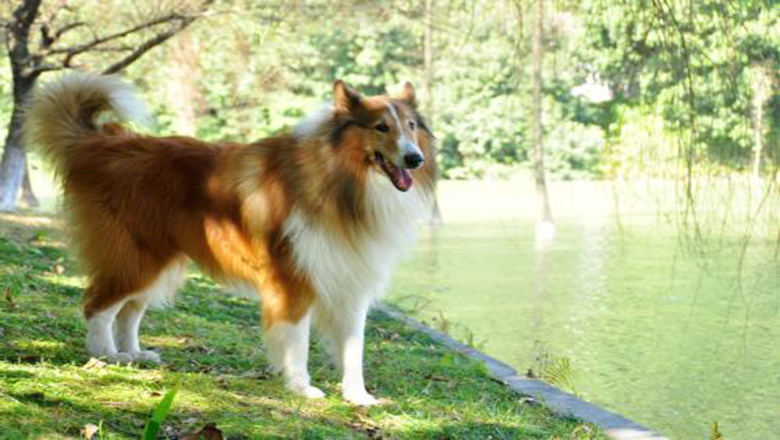 苏牧购买,哪里可以买到正宗的苏牧