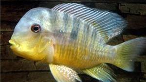 南美慈鲷,慈鲷有黑色的吗