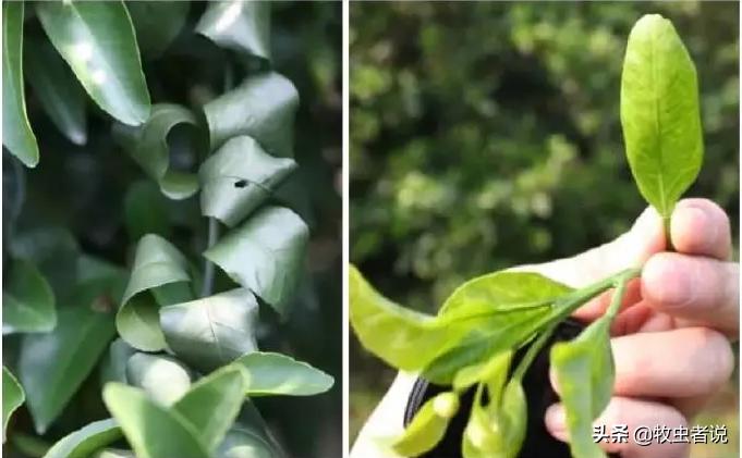 柑橘树叶子翻卷什么原因,柑橘树卷叶是什么问题