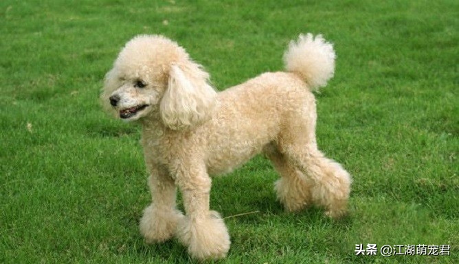 泰迪跟贵宾的区别是什么,分不清泰迪和比熊