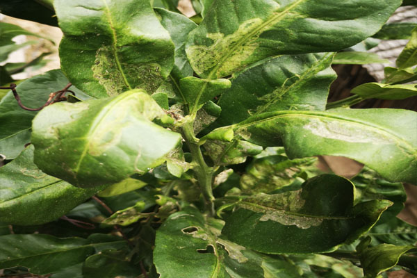 为什么柚子种家里结果不甜,家里种的柚子果肉小怎么回事