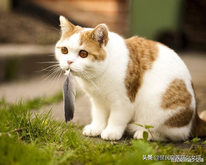 猫咪为什么超爱吃甜食呢,猫咪为什么爱吃肉