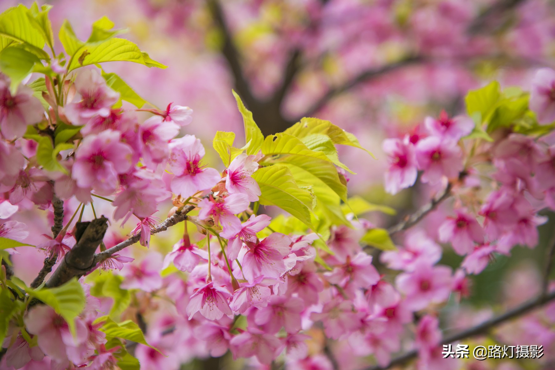 大津，不能错过的日本小众赏樱地，距离京都仅10分钟车程