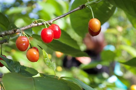 贵阳樱桃红了吗,贵州镇宁樱桃批发价