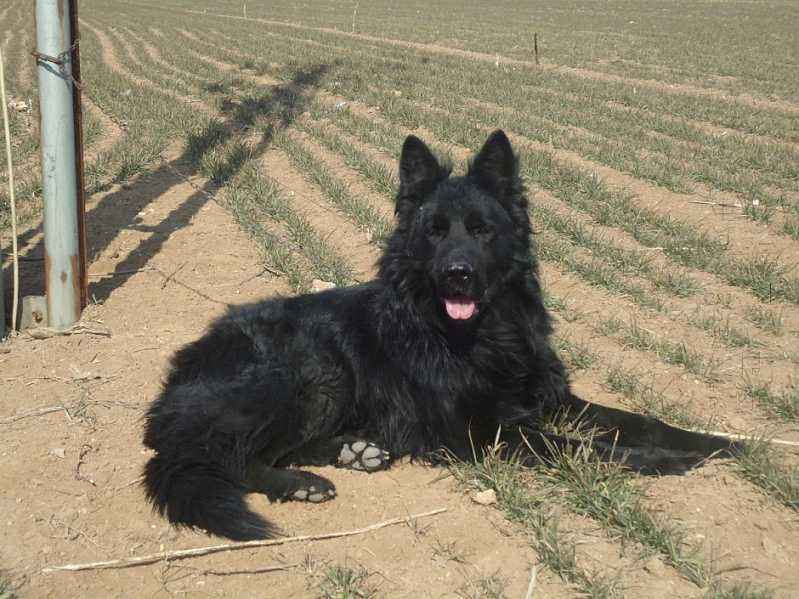 最容易被认成土狗的几种名犬,这9种土狗其实都是超酷的品种犬