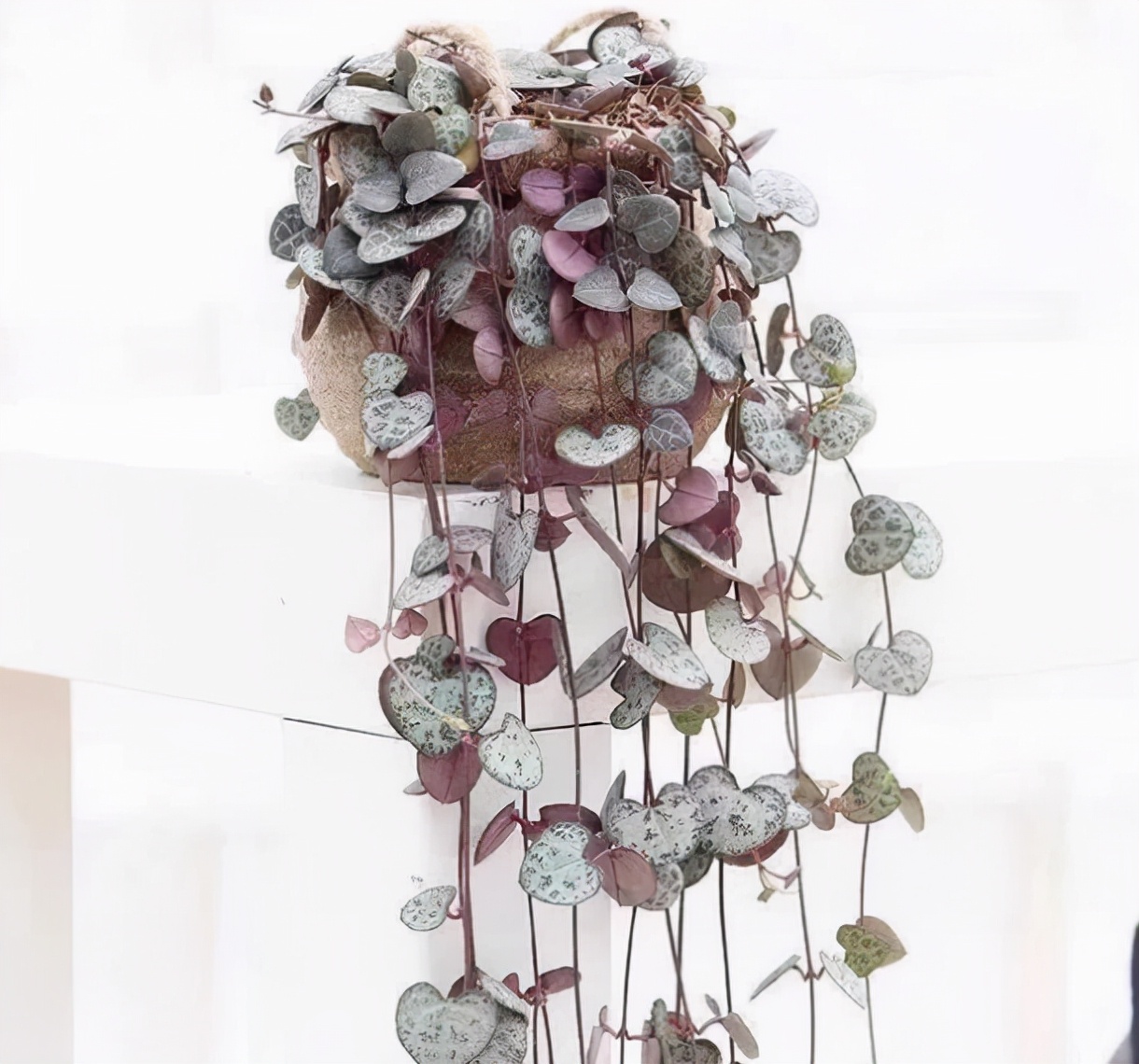 多肉养成垂吊,好养的垂吊多肉