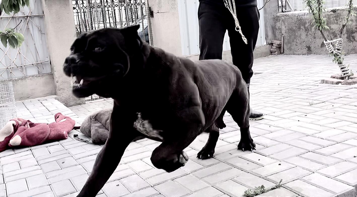 男人的最爱卡斯罗犬，它的事迹你了解吗？