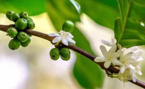 还在为胡椒木盆景秃顶烦恼?只要掌握这五点,一年四季清香四溢