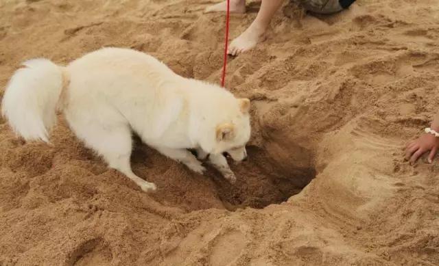 养狗狗的技巧有哪些呢,养狗人一定要知道的狗狗奇怪行为