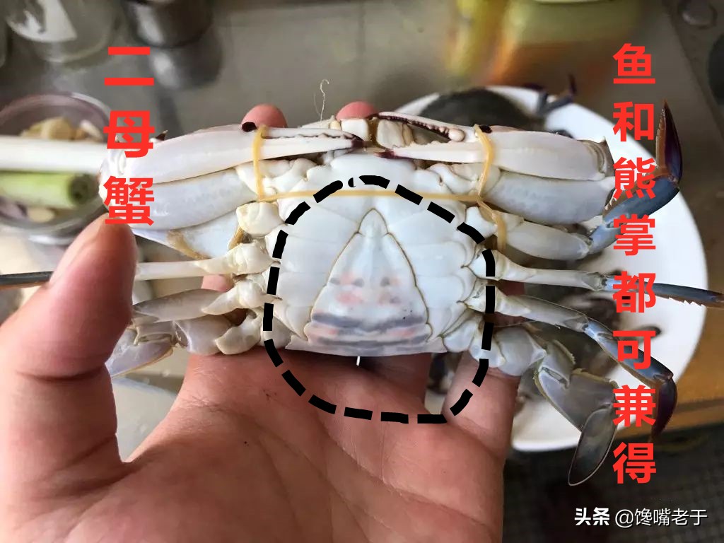如何挑梭子蟹肥不肥,买到这种梭子蟹千万别吃不新鲜