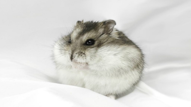 养宠小知识夏天如何健康养宠,养宠小知识大全简短