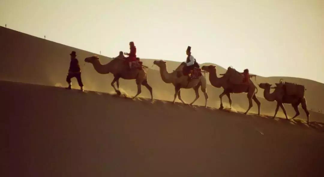 比起故宫猫，毫无颜值的西域骆驼，却在丝绸之路上火了两千多年