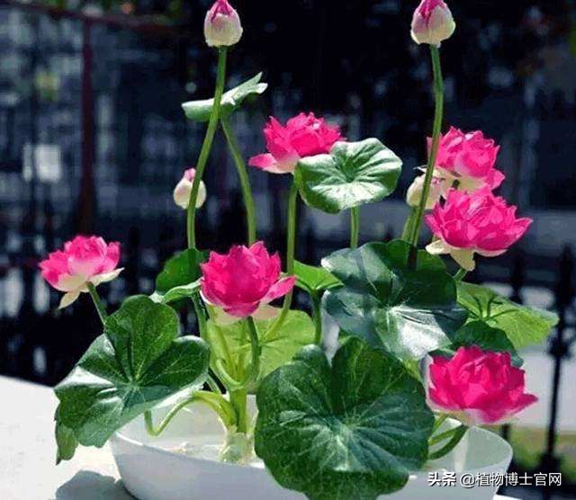 用种子怎么播种荷花,荷花从种子到开花要多长时间