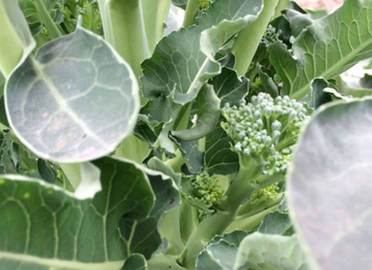 西兰花花蕾要用什么肥料好,西兰花刚开花蕾施肥管理