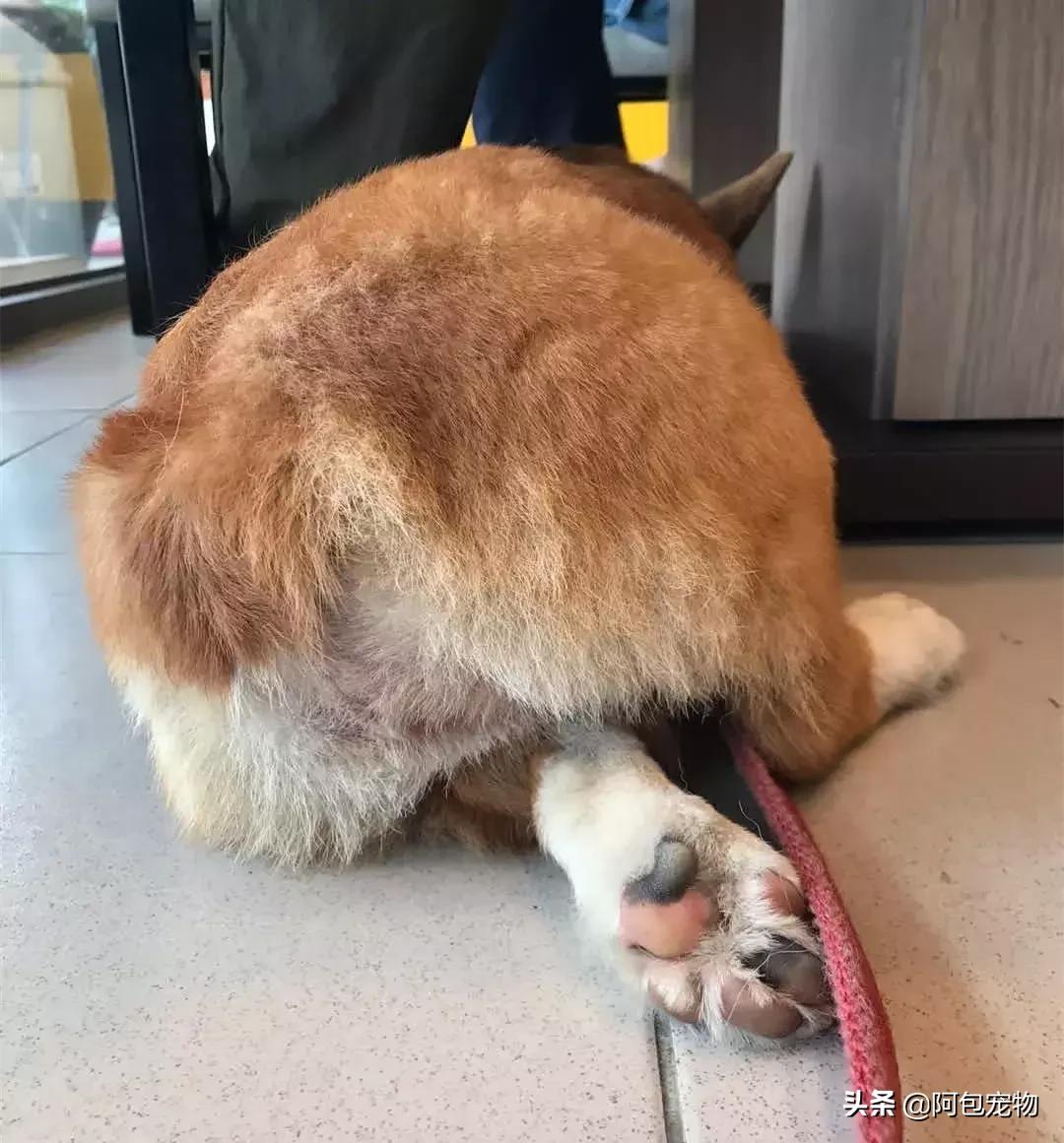 2019柯基国家展,首届柯基