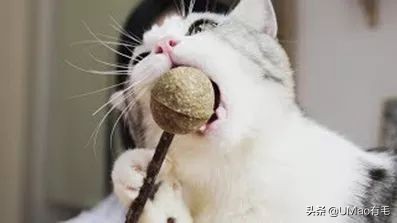 我们败了两款新型“猫*品毒**”孝敬主子，你猜哪种比较受猫欢迎？