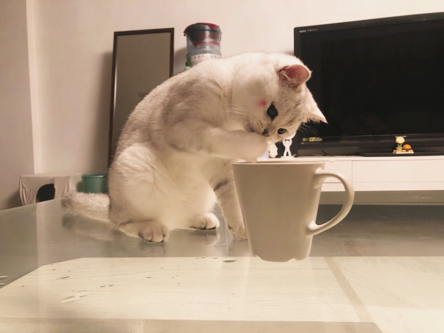 猫咪经常喝水是什么原因,猫咪突然不吃饭也不喝水怎么回事