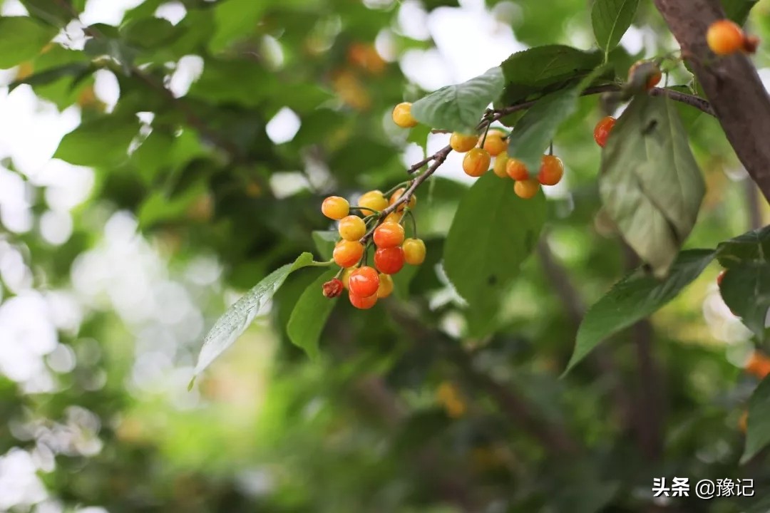 郑州蒙古包烤全羊,郑州有没有全羊