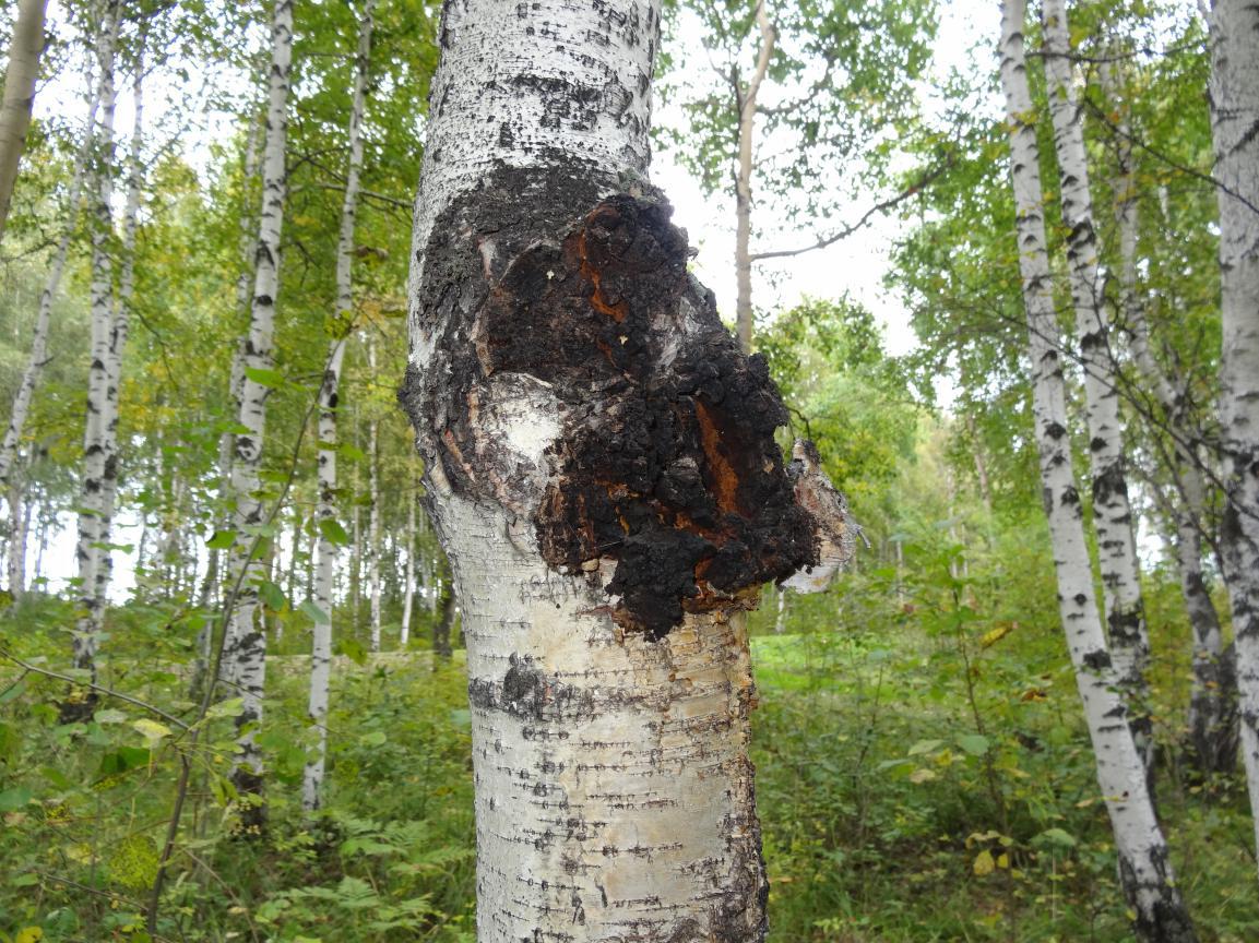 真菌的益处和害处,常见的药食两用真菌有哪些