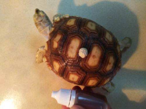 苏卡达陆龟排酸视频,苏卡达陆龟自动排酸是什么意思