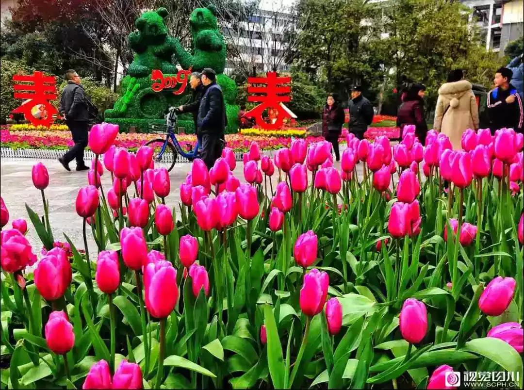 冰雪与花海齐飞！二月的四川美翻了......