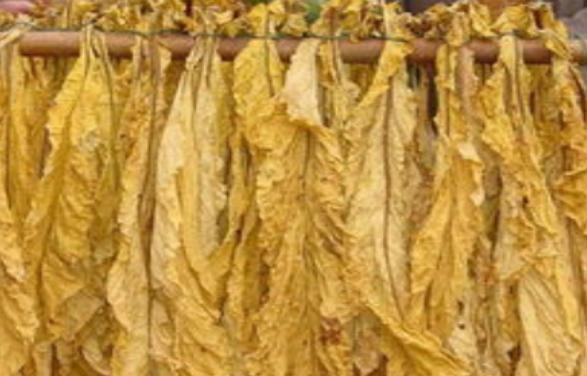 *草烟**有什么特殊功效？揭秘一段奇葩的*草烟**发展史