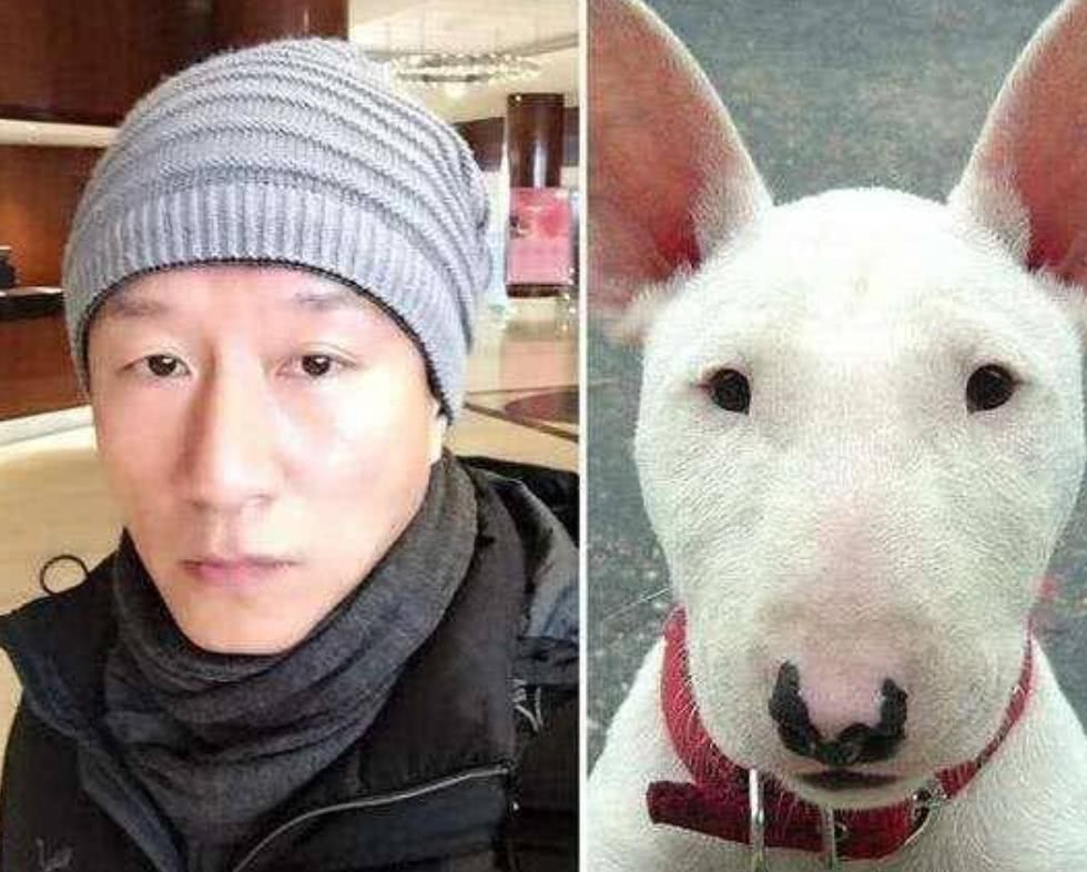 头特别圆的狗,牛头梗犬一个月的成长