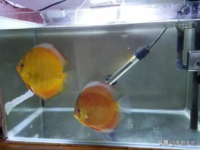 养水母和养鱼哪个难,养鱼真的那么麻烦吗