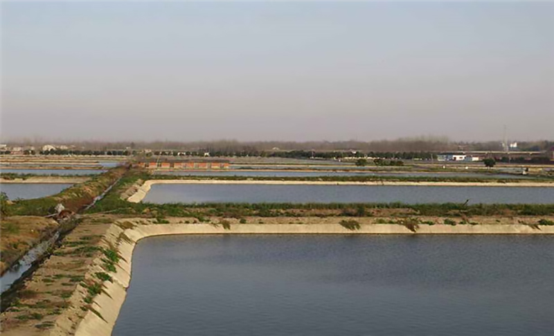 陈静涛甲鱼养殖联系方式,陈静涛甲鱼