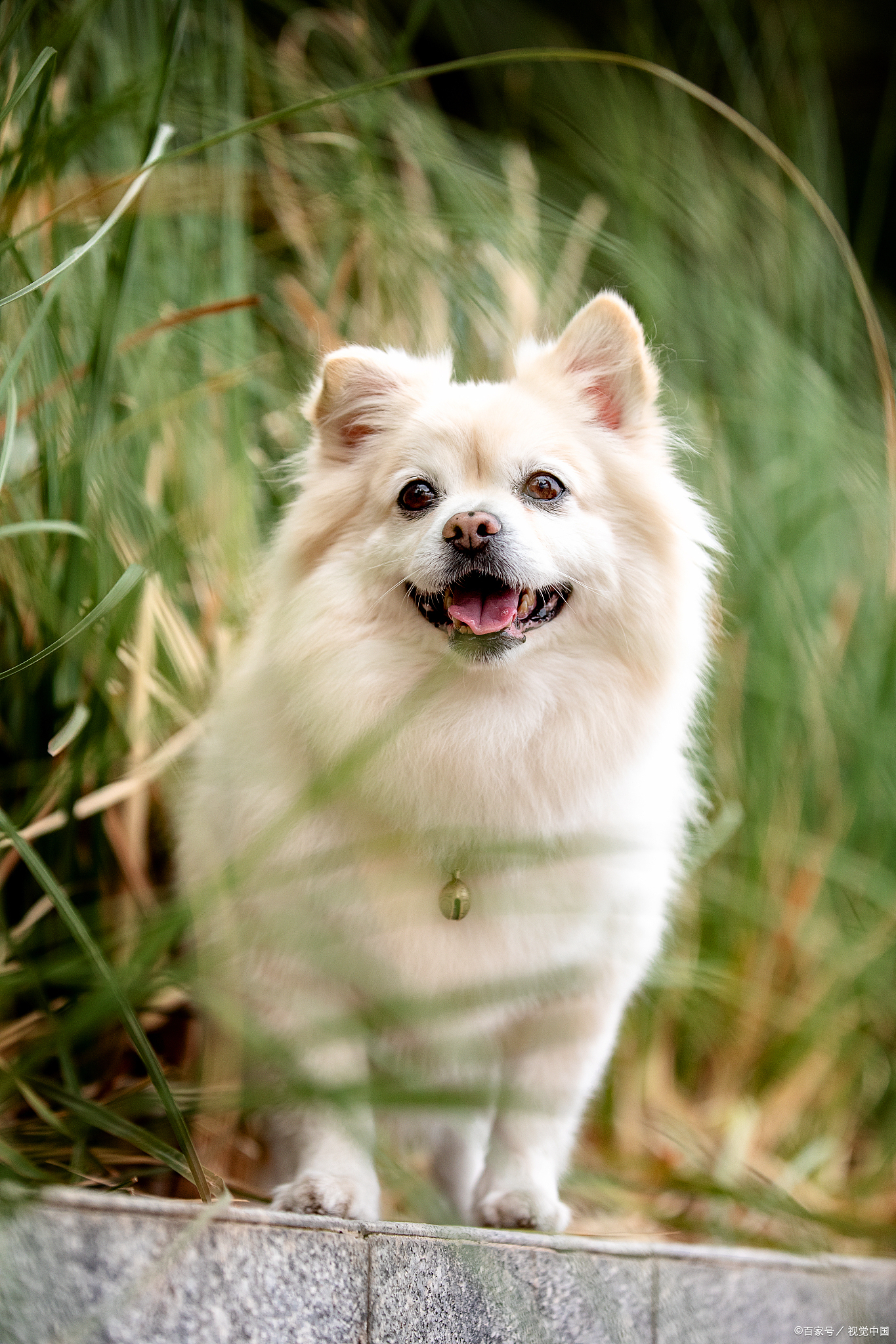 博美不吃以前的狗粮,博美不吃胡萝卜怎么办
