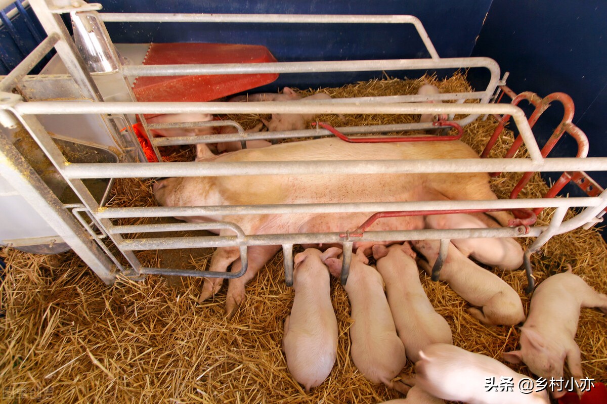 养猪怎么防治病,养猪土方法大全