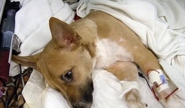 辟谣狗狗鼻子干就是生病,狗狗得了细小怎么治能救吗