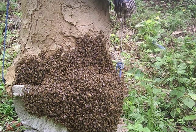 野生蜂蜜与加糖蜂蜜区别,野生小草蜂蜜算不算好蜂蜜