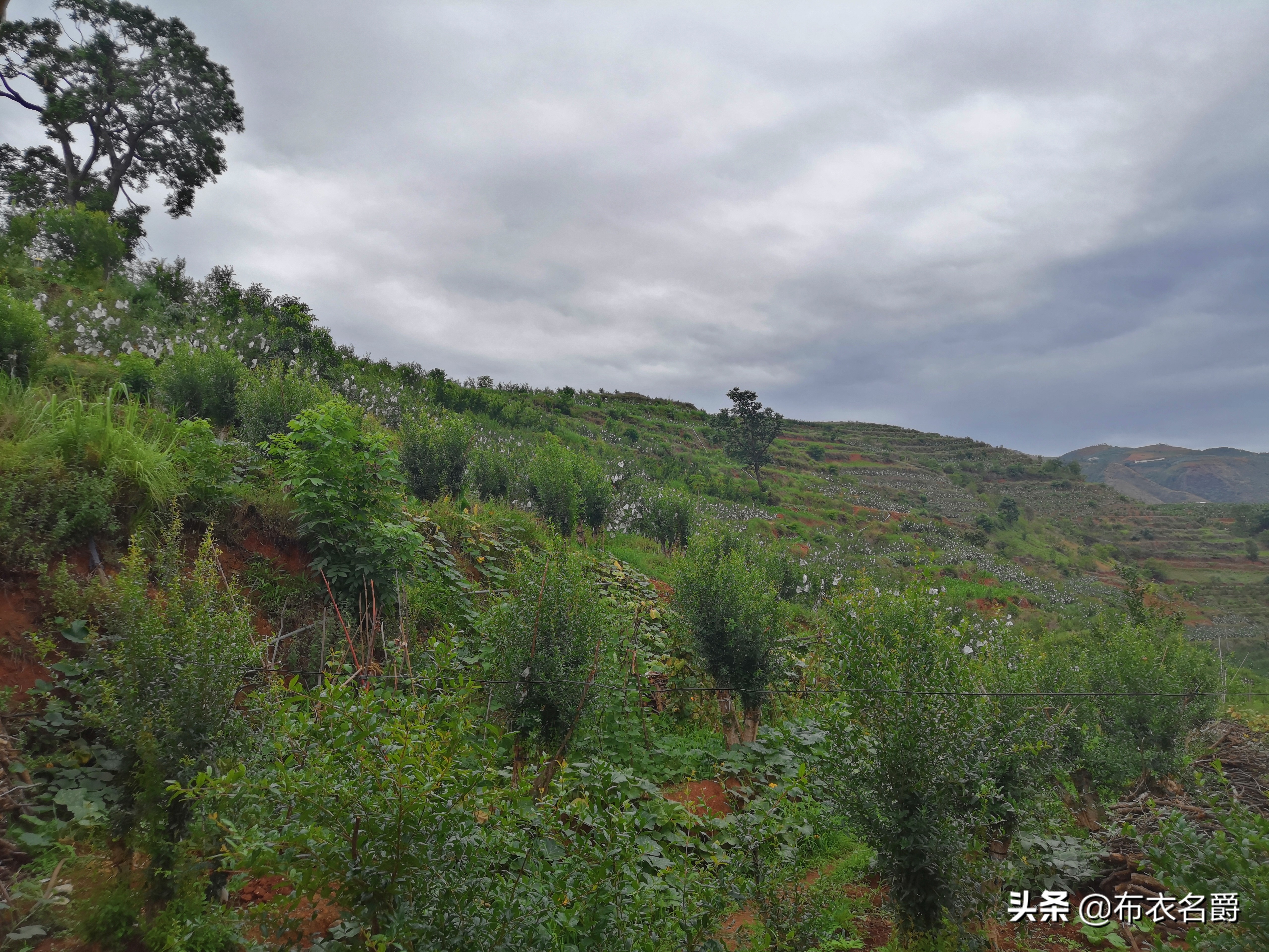 养羊技术与羊病预防推荐,养羊与羊病防控知识