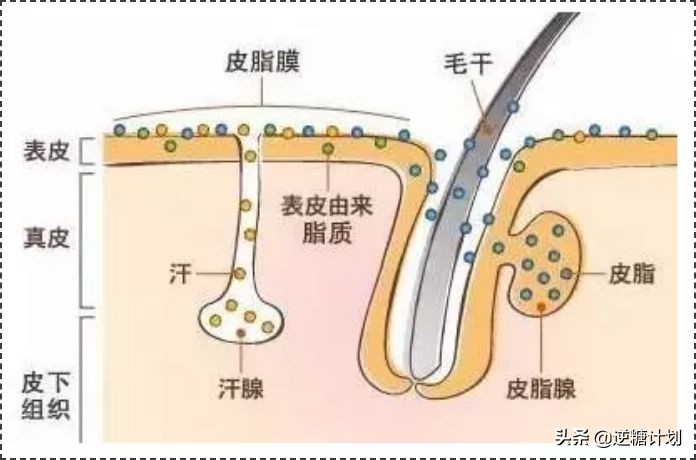 油性肌肤夏天适合什么护肤品,油性皮肤夏天怎么改善出油