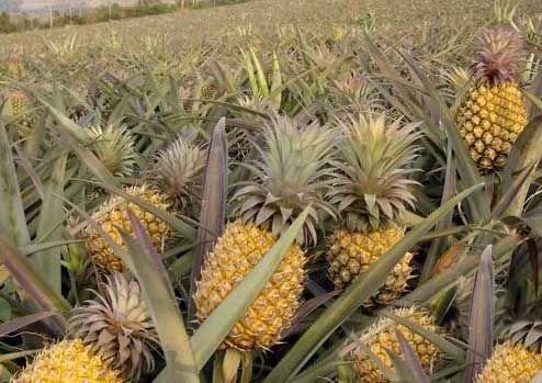 菠萝病害图片大全,菠萝病害用什么药