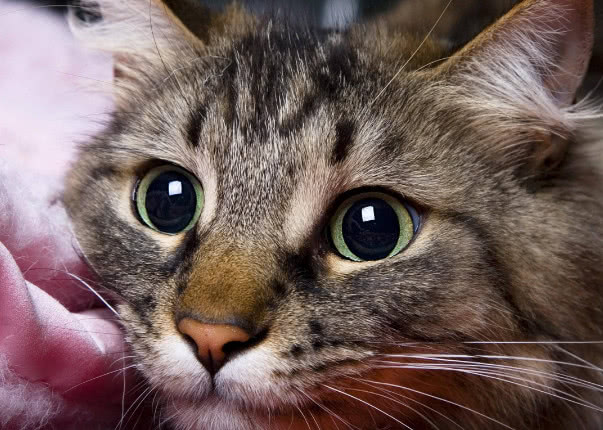 猫咪半夜猫叫怎么解决,怎么防止猫咪晚上乱叫