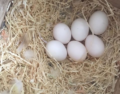 牡丹鹦鹉不养雏鸟怎么办,家养牡丹鹦鹉繁殖不成功怎么办