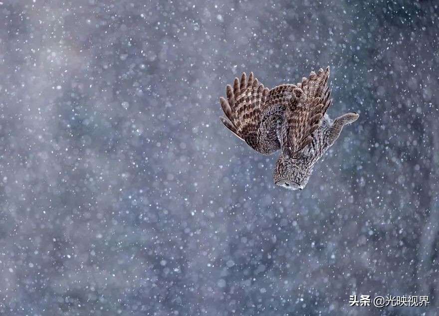 世界鸟类顶级摄影大全,2022年最佳鸟类摄影师奖35张照片