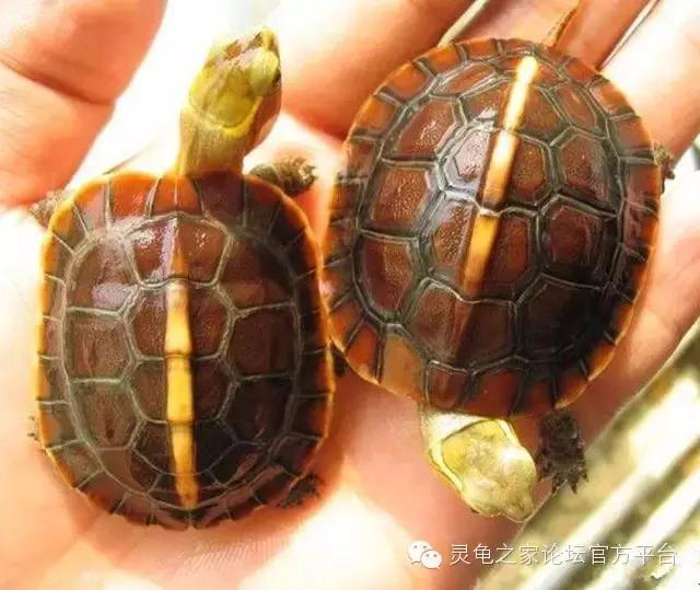 黄缘闭壳龟母龟产蛋年份,黄缘闭壳龟算高端龟吗