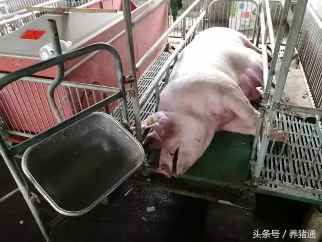 猪疫苗过敏怎么治疗,猪场疫苗过敏的处理方法